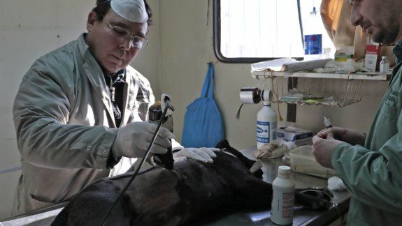 Veterinarios municipales, durante una operación en Almafuerte.