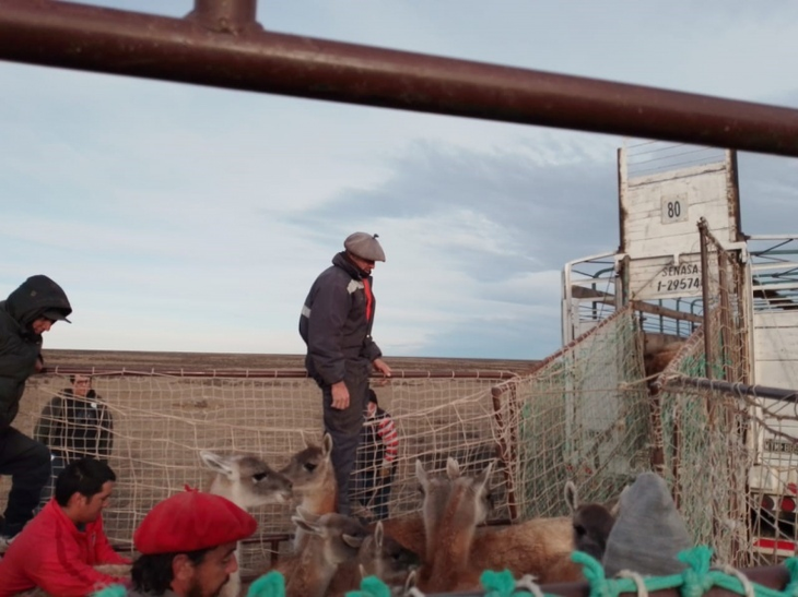 80 empleos directos generados: del arreo a la faena, valor agregado local.