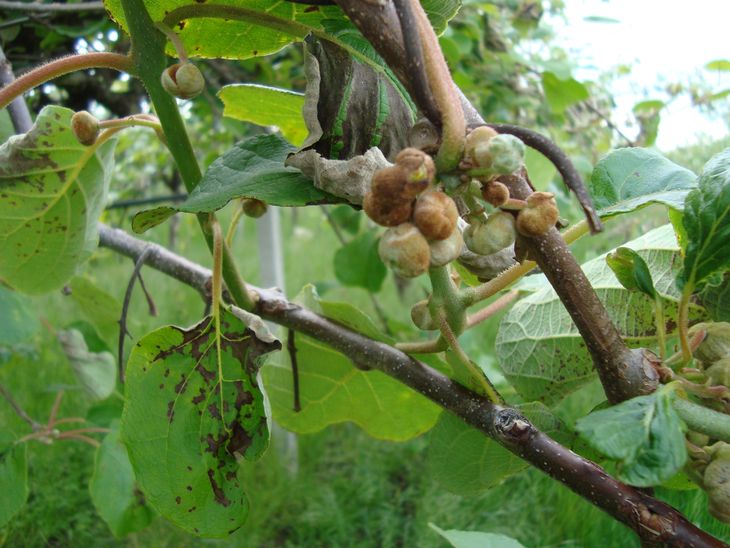 PSA atacó al sector, matando las plantas de kiwi y devastando la producción de Hort16a en Nueva Zelanda. PSA atacó al sector, matando las plantas de kiwi y devastando la producción de Hort16a en Nueva Zelanda.