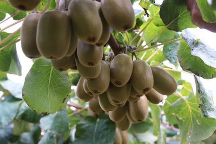 Zespri ampl&iacute;a su apuesta por el kiwi rojo con una nueva variedad para ganar presencia global