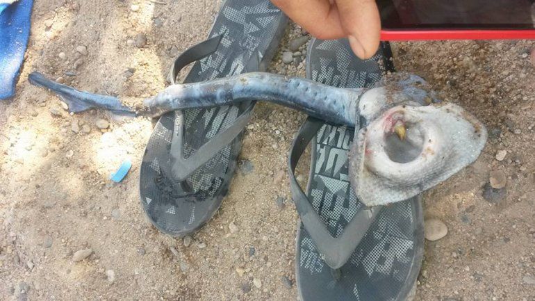 Impresionante hallazgo en el balneario Gatica: ¿De qué especie se trata?