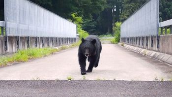 Japón: solicitan ayuda militar para hacerle frente a una ola de ataques de osos Japón: solicitan ayuda militar para hacerle frente a una ola de ataques de osos