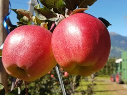 Caen los stocks de manzana en EE.UU. almacenados en las cámaras frigoríficas. Caen los stocks de manzana en EE.UU. almacenados en las cámaras frigoríficas.