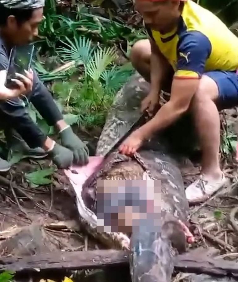 La piton medía más de ocho metros La piton medía más de ocho metros