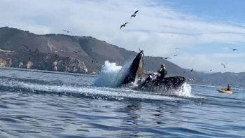 video: una ballena se devoro a dos mujeres en un kayak video: una ballena se devoro a dos mujeres en un kayak