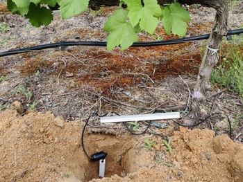 El trabajo de investigación australiano evaluó cuatro estrategias de riego. Foto: observatoriova.com/