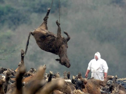 Más de 3.500 vacunos llevan ya sacrificados en Europa por un brote de fiebre aftosa (Foto archivo). Más de 3.500 vacunos llevan ya sacrificados en Europa por un brote de fiebre aftosa (Foto archivo).
