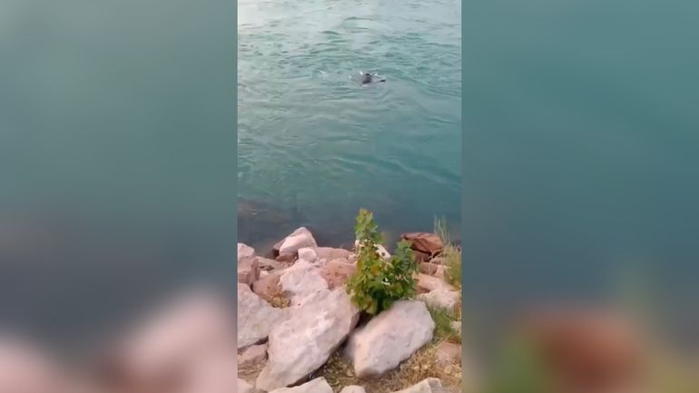 Cuerpo flotando en el río Limay: ¿Qué reveló la autopsia?