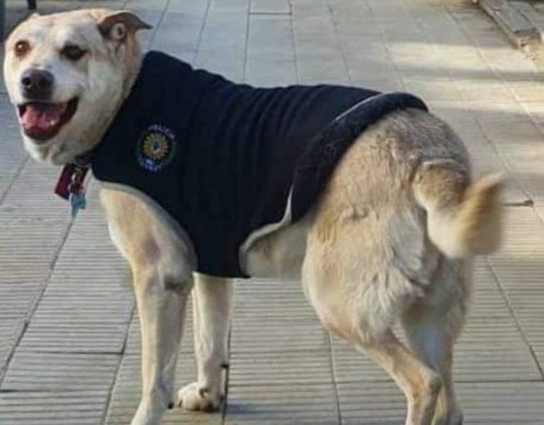 Durante años, Centinela acompañó los patrullajes de la Policía de Comodoro Rivadavia. Durante años, Centinela acompañó los patrullajes de la Policía de Comodoro Rivadavia.