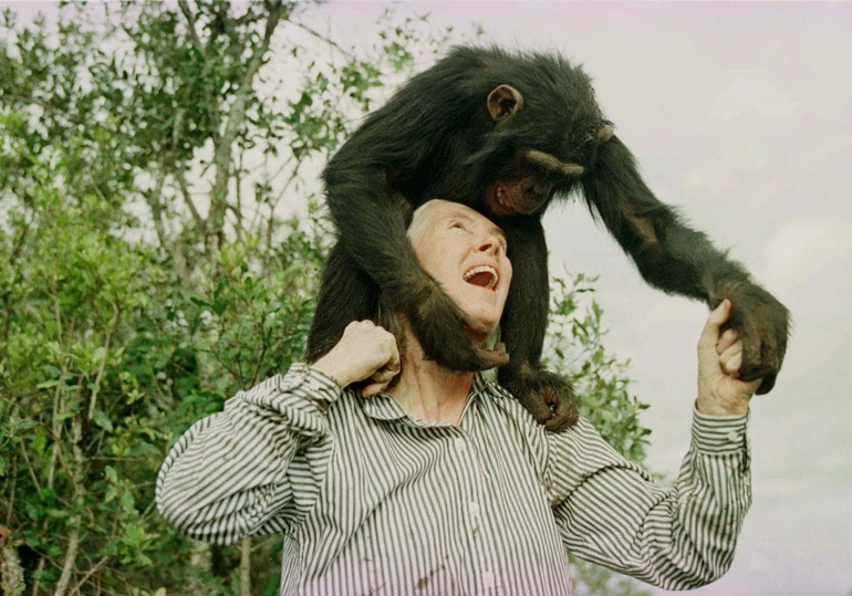 Goodall dedicó años de su vida a la investigación de los chimpancés. Goodall dedicó años de su vida a la investigación de los chimpancés.