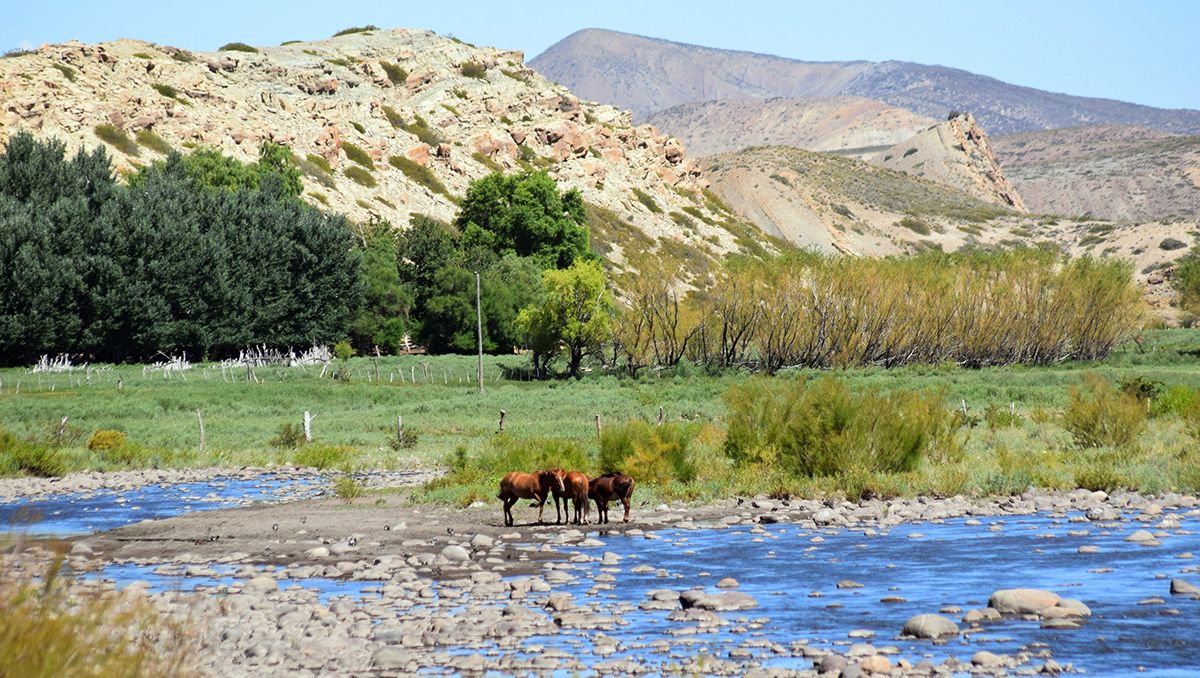 Caepe Malal