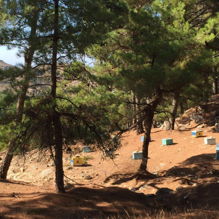 Las colmenas frente al Egeo, una postal de Icaria. Las colmenas frente al Egeo, una postal de Icaria.