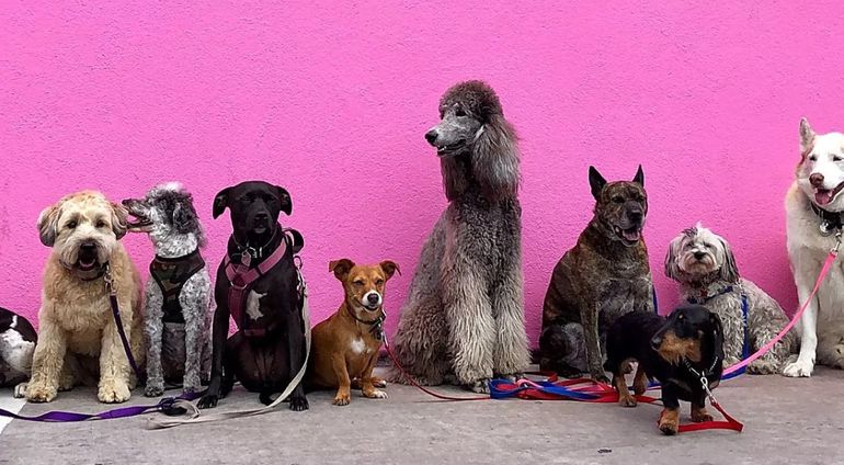 Las 6 razas de perros que viven más años: tienen una expectativa de vida superior al resto