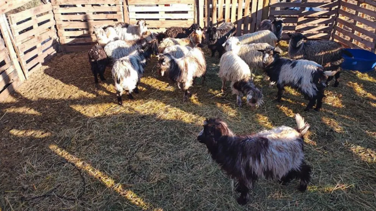 Matadero en la meseta: 120 kilos de carne de caballo para una casa de comidas, un detenido y "atentado a la salud pública"