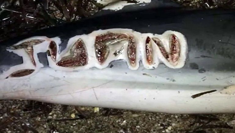 "Juan", nombre escrito sobre el cuerpo de los delfines.