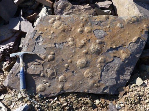 Hallaron restos fósiles de más de 545 millones de años