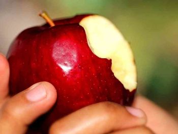 ¿por que ya no comemos manzanas? el cambio silencioso del paladar argentino