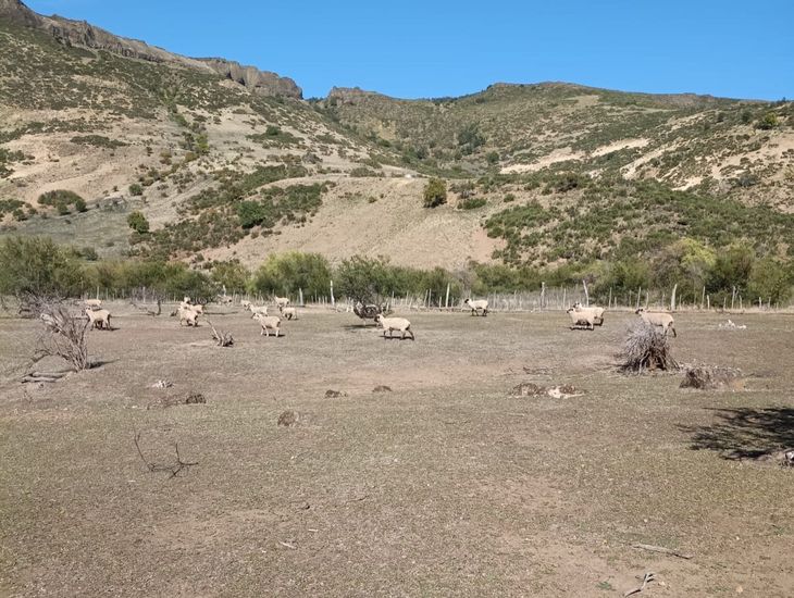 Durante el proceso de admisi&oacute;n ingresaron 43 reproductores en condiciones de venta.