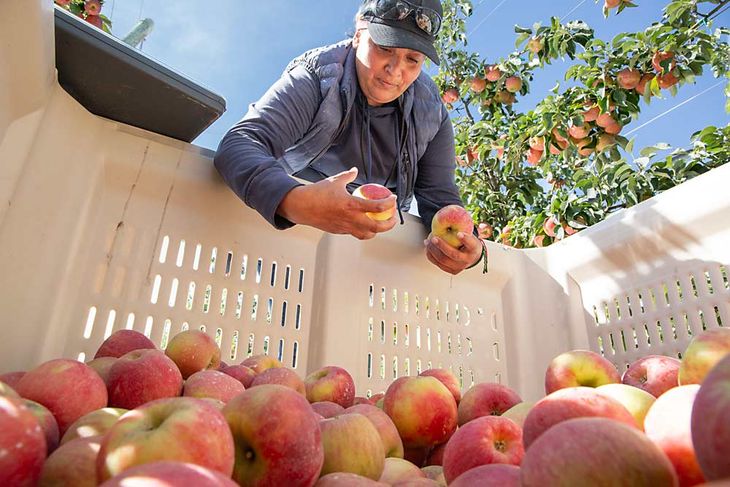 Ancelma Barajas revisa contenedores de Firestorm Honeycrisp, una variedad temprana de color rojo, en agosto en Jones Farms en Zillah, Washington. Con una cosecha más modesta de Honeycrisp en todo el país, la industria espera que los precios de la variedad principal más cara se recuperen y eleven el resto de la categoría con ella este año. (Ross Courtney/Good Fruit Grower) Ancelma Barajas revisa contenedores de Firestorm Honeycrisp, una variedad temprana de color rojo, en agosto en Jones Farms en Zillah, Washington. Con una cosecha más modesta de Honeycrisp en todo el país, la industria espera que los precios de la variedad principal más cara se recuperen y eleven el resto de la categoría con ella este año. (Ross Courtney/Good Fruit Grower) 