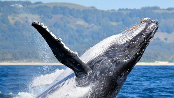 video emocionante: dos kayakistas fueron sorprendidos por tres ballenas en el mar video emocionante: dos kayakistas fueron sorprendidos por tres ballenas en el mar