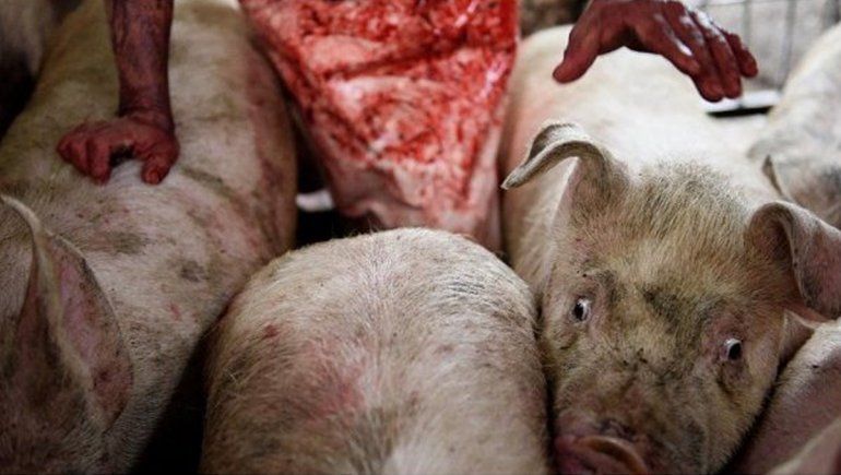 Brasil: descubren una cepa de la gripe porcina con potencial pandémico