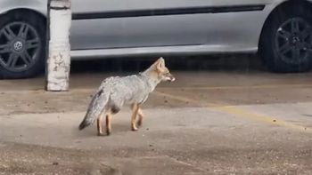 En Chubut preocupa la presencia de zorros en zonas urbanizadas. En Chubut preocupa la presencia de zorros en zonas urbanizadas.