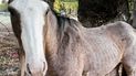 René, un caballo rescatado del abandono y declarado sujeto de derecho no humano: qué implica.