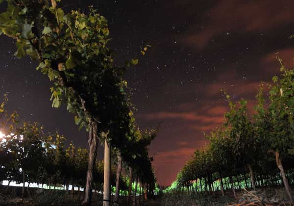 10 cosas que cambiaron con la llegada de viñedos a San Patricio del Chañar