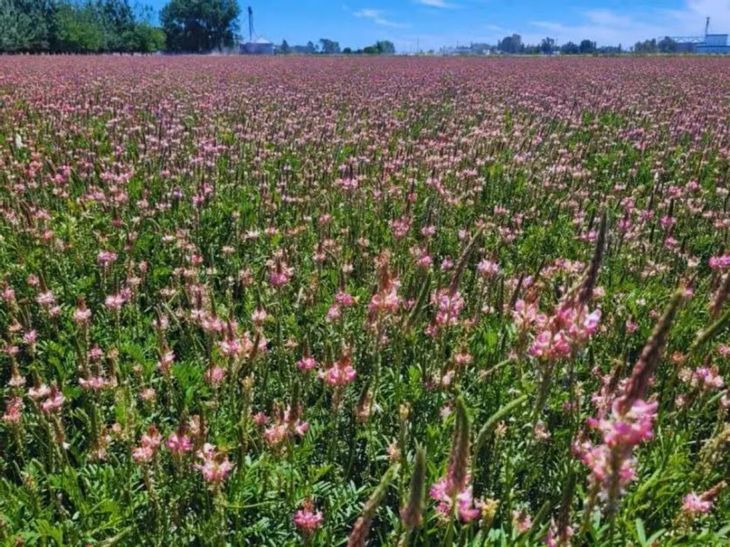 Profundizar la mejora en el manejo de los forrajes, fue el tema central de esta nueva actividad del INTA. Profundizar la mejora en el manejo de los forrajes, fue el tema central de esta nueva actividad del INTA.