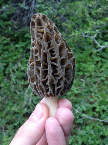 Morillas patagónicas. Un estudio iniciado en Chubut podría desarrollar su potencial comercial. Morillas patagónicas. Un estudio iniciado en Chubut podría desarrollar su potencial comercial.