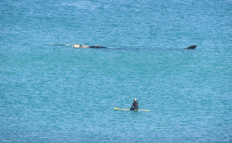 La ballena franca austra pas&oacute; a cerca distancia del surfista en Las Grutas.&nbsp;