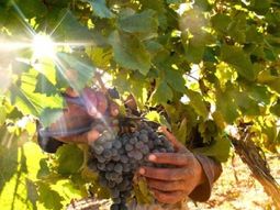 un enologo cuenta como se vive la vendimia en san patricio del chanar un enologo cuenta como se vive la vendimia en san patricio del chanar