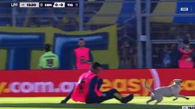 Un perro se metió en la cancha durante un partido de primera y gambeteó a todos | LM Neuquen Un perro se metió en la cancha durante un partido de primera y gambeteó a todos