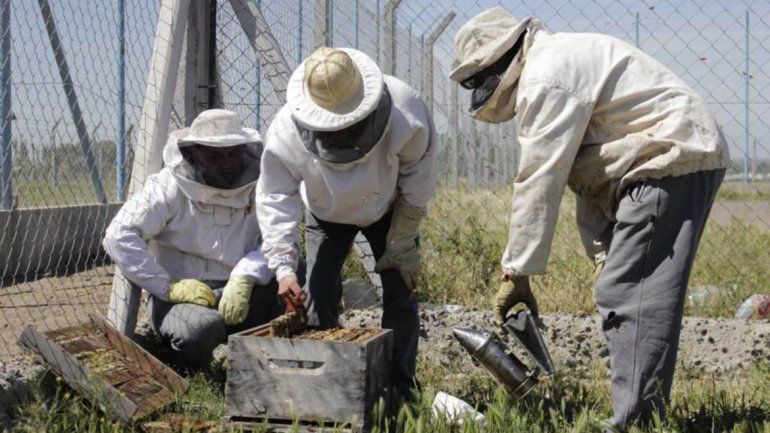 Los presos cipoleños hacen la mejor miel oscura del país