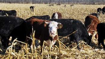 Destinan mil millones de pesos a créditos para el sector ganadero y forrajero. Destinan mil millones de pesos a créditos para el sector ganadero y forrajero.