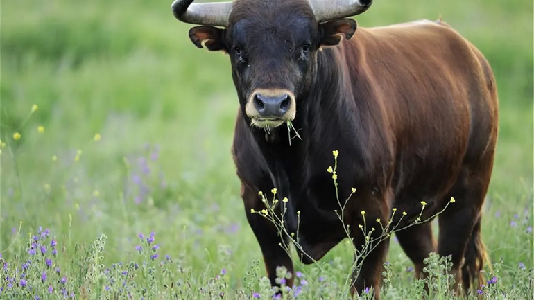 Aduana evitó un contrabando millonario de semen de toro