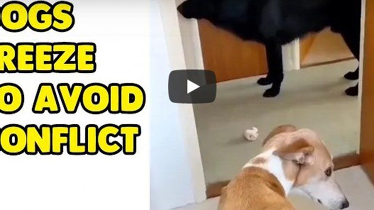 El video viral no deja de sumar reproducciones en YouTube