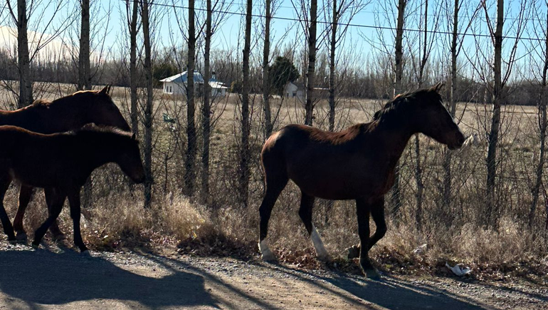 Ruta 7: alerta por una gran cantidad de caballos sueltos