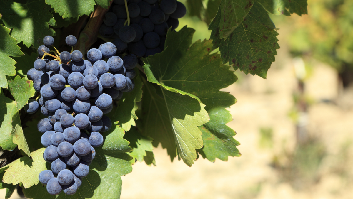 Un logro en Inglaterra sienta las bases para el despegue de los vinos neuquinos