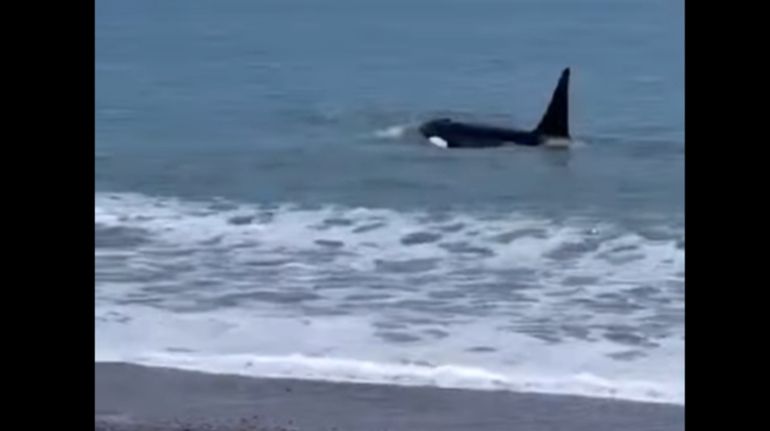 En las imágenes se ven al menos cuatro orcas merodeando la orilla 