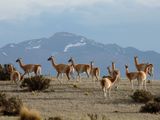 Guanacos en La Payunia, Mendoza. Crédito: Rolando Poblete - Gentileza WCS Argentina.