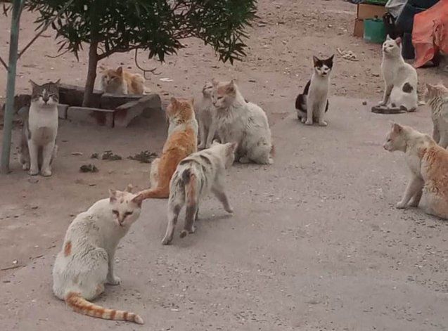 Buscan rescatar más de 40 gatos.