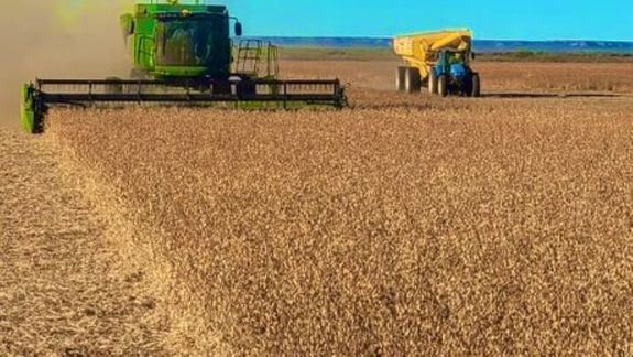 Una realidad: soja en la Patagonia y con excelentes rindes. Se amplia la frontera agrícola en el sur del país.&nbsp;