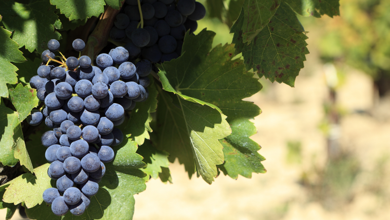 Diez merlots para volver a enamorarse