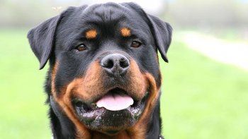 horror: rottweiler mato a su duena de 91 anos horror: rottweiler mato a su duena de 91 anos
