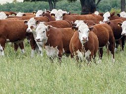 La faena de vaquillonas no cede; un problema para sostener los stocks.