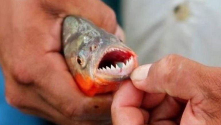 Feroz ataque de palometas en una laguna santafesina dejó 20 heridos