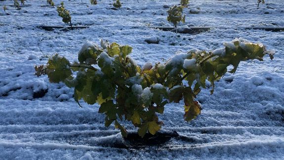 El desafío vitivinícola: Cuando un proyecto universitario de 1000 m² se convierte en el viñedo más austral del mundo. Foto: gentileza