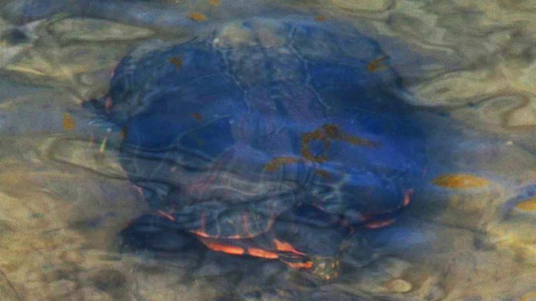Fotografiaron a una tortuga de agua nadando en el río Negro