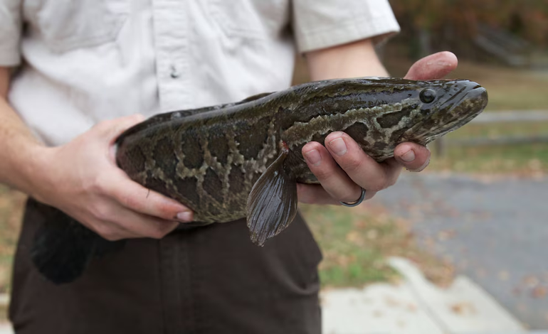 Son especies invasoras debido a su capacidad reproductiva. Las hembras pueden cargar hasta 50.000 huevos, que eclosionan entre uno y dos días después de ser fertilizados. Son especies invasoras debido a su capacidad reproductiva. Las hembras pueden cargar hasta 50.000 huevos, que eclosionan entre uno y dos días después de ser fertilizados.